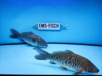 Diamond-Carps (Beauty´s)