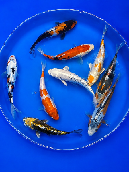Koi - Mix 18-20cm (Yoshikigoi)
