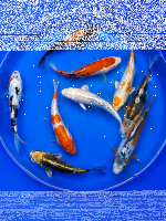 Koi - Mix 18-20cm (Yoshikigoi)