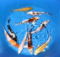 Koi - Mix 18-20cm (Yoshikigoi)