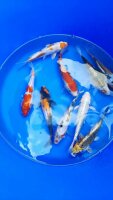 Koi - Mix 18-20cm (Yoshikigoi)