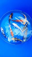 Koi - Mix 18-20cm (Yoshikigoi)