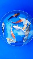 Koi - Mix 18-20cm (Yoshikigoi)