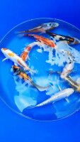 Koi - Mix 18-20cm (Yoshikigoi)