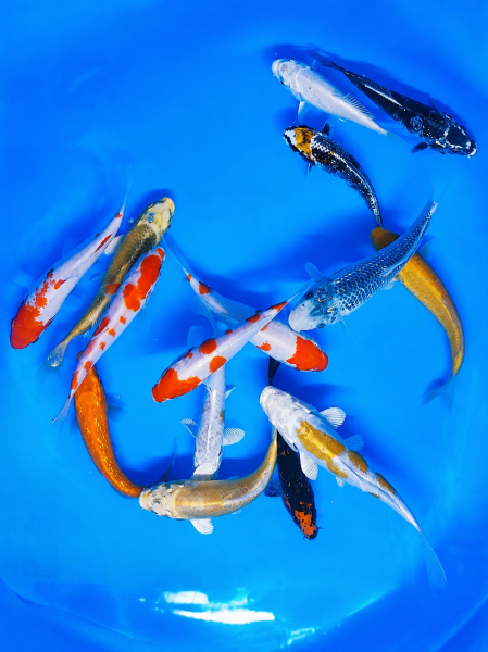 Koi - Mix 12-15cm (Yoshikigoi)