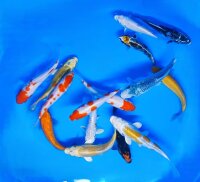 Koi - Mix 12-15cm (Yoshikigoi)