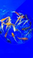 Koi - Mix 12-15cm (Yoshikigoi)