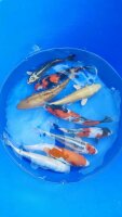 Jumbo Tosai Mix 25-30cm