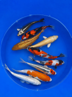 Jumbo Tosai Mix 25-30cm