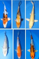 Jumbo Tosai Mix 25-30cm