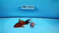 Wakin Goldfisch 12-15cm