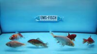 Wakin Goldfisch 12-15cm