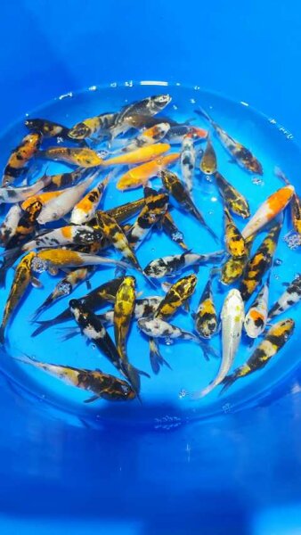 Koi - Mix 10-12cm (Yoshikigoi)