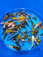 Koi - Mix 10-12cm (Yoshikigoi)