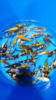 Koi - Mix 10-12cm (Yoshikigoi)
