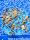 Koi - Mix 10-12cm (Yoshikigoi)