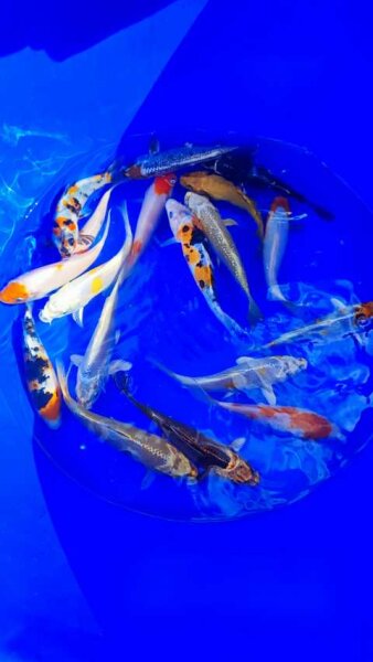 Koi - Mix 15-18cm (Yoshikigoi)