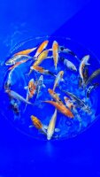 Koi - Mix 15-18cm (Yoshikigoi)