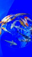 Koi - Mix 15-18cm (Yoshikigoi)