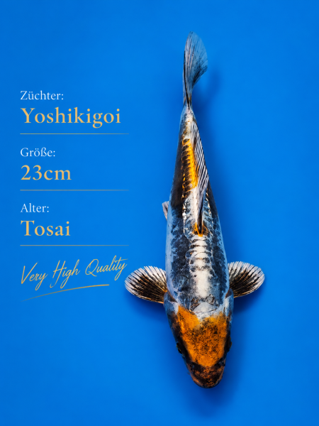 Tosai Yoshikigoi Koi #101
