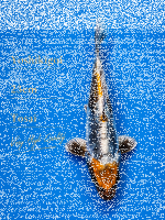 Tosai Yoshikigoi Koi #101