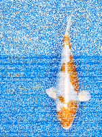 Tosai Yoshikigoi Koi #102