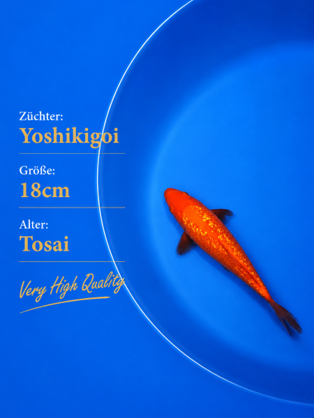 Tosai Yoshikigoi Koi #104