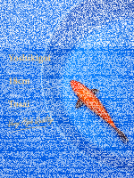 Tosai Yoshikigoi Koi #104