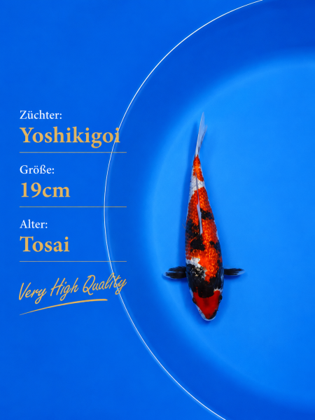 Tosai Yoshikigoi Koi #105