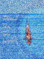 Tosai Yoshikigoi Koi #105