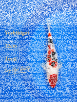Tosai Yoshikigoi Koi #106