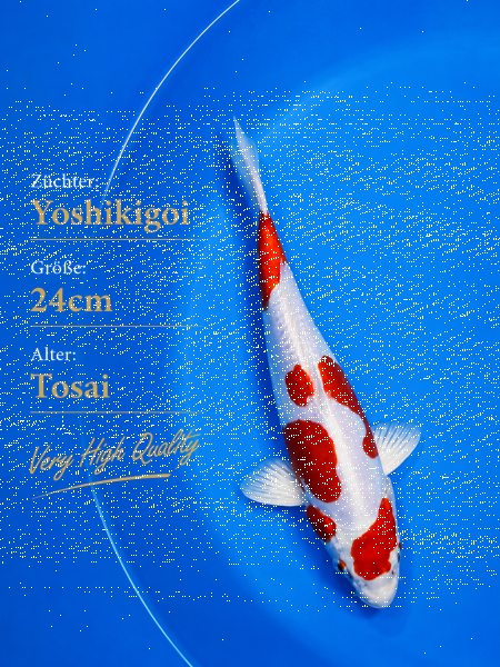 Tosai Yoshikigoi Koi #107