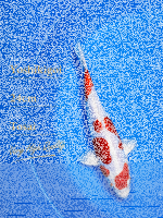 Tosai Yoshikigoi Koi #107