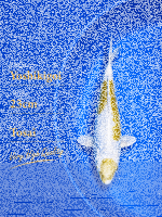 Tosai Yoshikigoi Koi #108