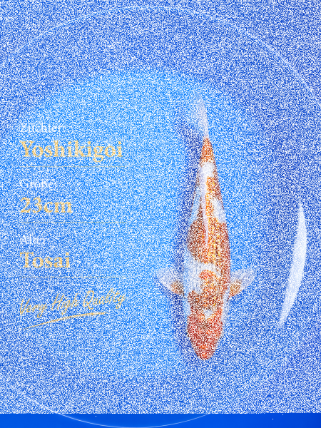 Tosai Yoshikigoi Koi #110