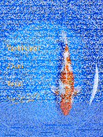 Tosai Yoshikigoi Koi #110