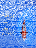 Tosai Yoshikigoi Koi #111