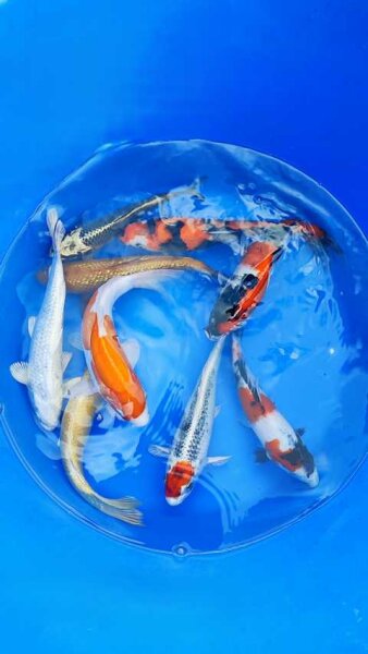 Jumbo Tosai Mix 20-25cm