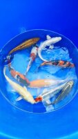 Jumbo Tosai Mix 20-25cm