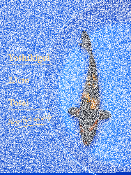 Tosai Yoshikigoi Koi #112