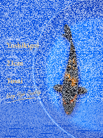Tosai Yoshikigoi Koi #112