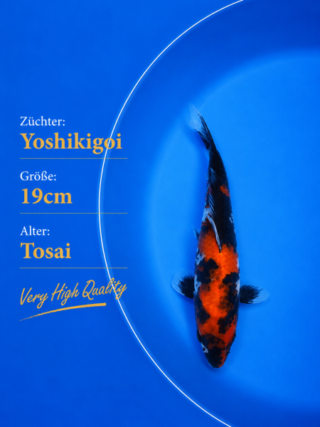 Tosai Yoshikigoi Koi #113