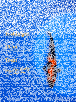 Tosai Yoshikigoi Koi #113