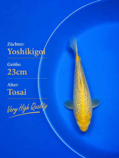 Tosai Yoshikigoi Koi #114