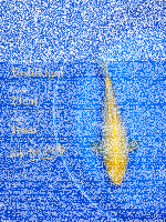 Tosai Yoshikigoi Koi #114