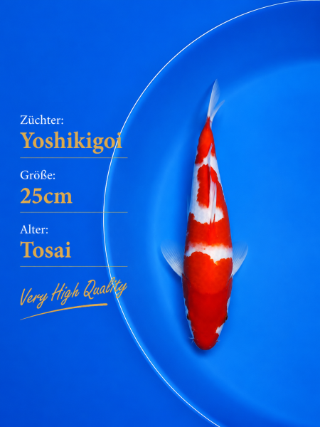 Tosai Yoshikigoi Koi #115