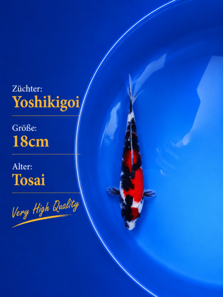Tosai Yoshikigoi Koi #116