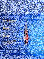 Tosai Yoshikigoi Koi #116