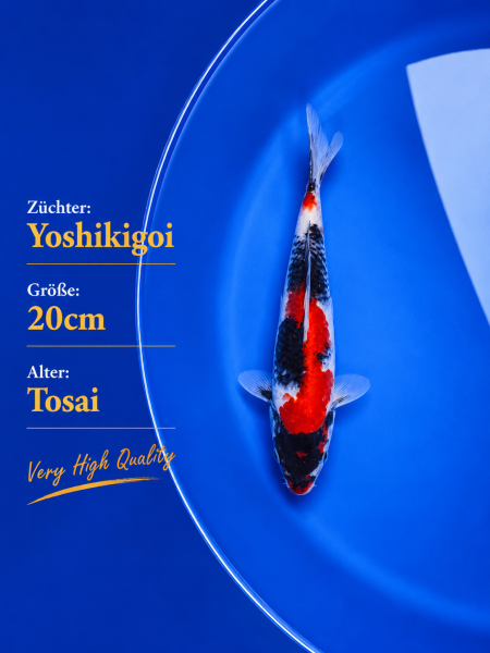 Tosai Yoshikigoi Koi #117