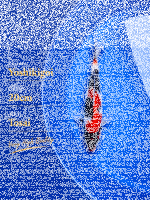 Tosai Yoshikigoi Koi #117